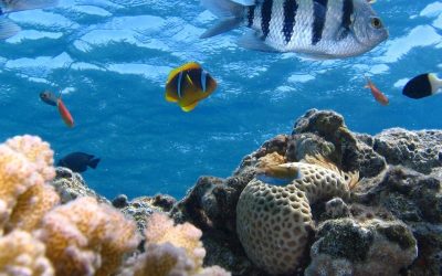How do we restore marine ecosystems? ▶