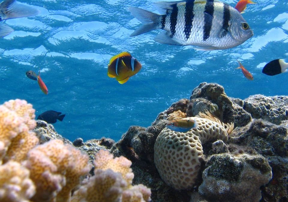 How do we restore marine ecosystems? ▶