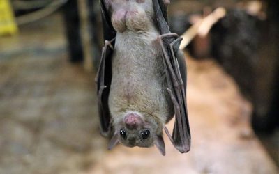 Could bats guide humans to clean drinking water in places where it’s scarce?