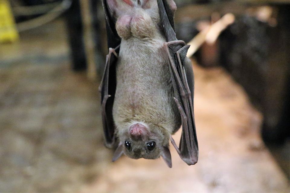 Could bats guide humans to clean drinking water in places where it’s scarce?