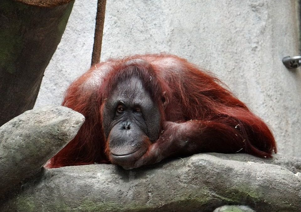 How have Orangutans adapted to human behaviour?