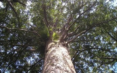 Lord of the forest: Saving the Kauri tree from dieback