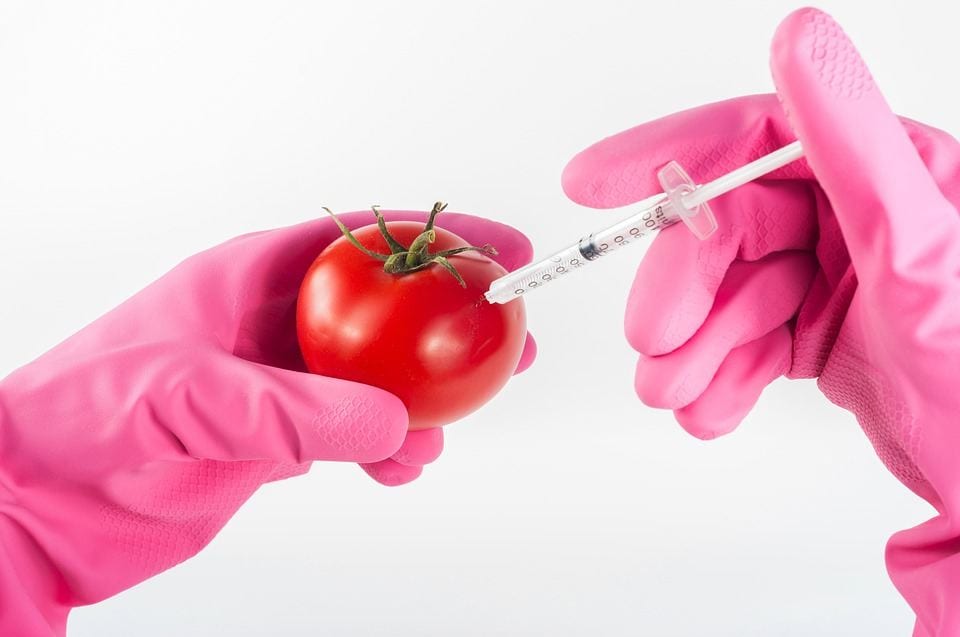 Is it safe to eat GMO foods?