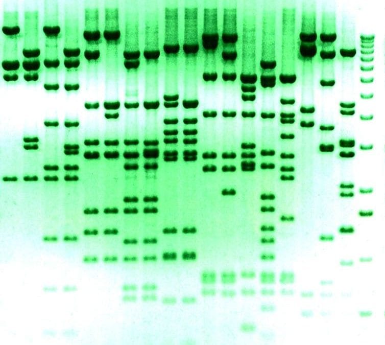 Debate: Should we edit the genomes of human embryos?