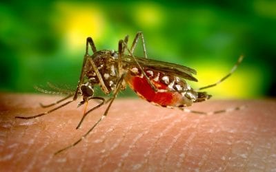 Is it possible to eradicate malaria?