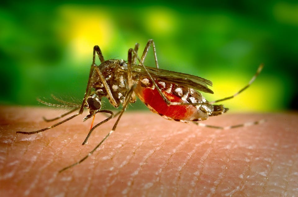 Is it possible to eradicate malaria?