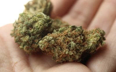 Is it time for a law change on cannabis use in New Zealand?