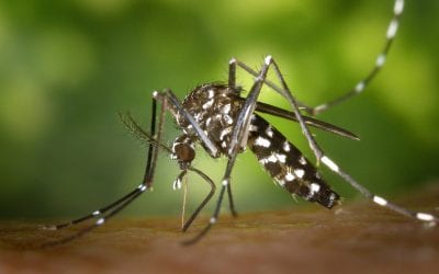 Has climate change led to an increase in mosquitoes?