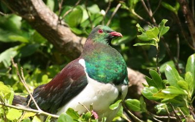 Why is the Kererū so important? 🔊