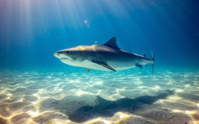 Q+A: Why are shark populations in decline?