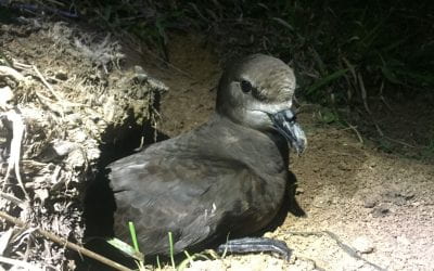 Our seabirds are in trouble: What do we do?