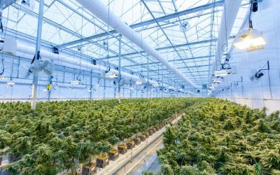 Is Aotearoa ready to legalise cannabis? 🔊