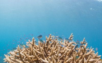 Is heat from climate change alone causing coral bleaching? Or is there something more?