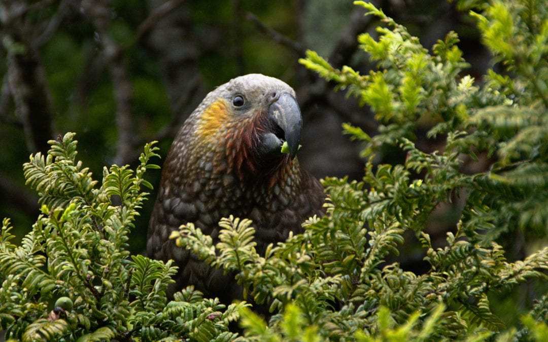 How can we preserve New Zealand’s biodiversity?