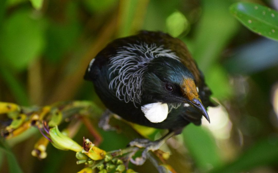 How is climate change impacting New Zealand’s biodiversity?