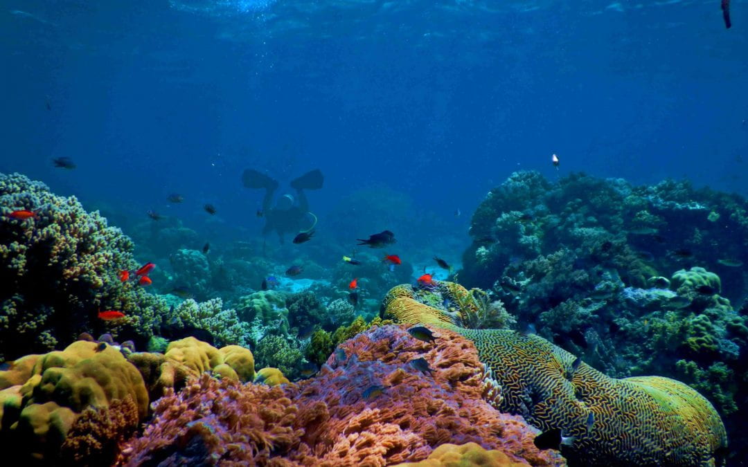 Is time running out for our coral reefs?
