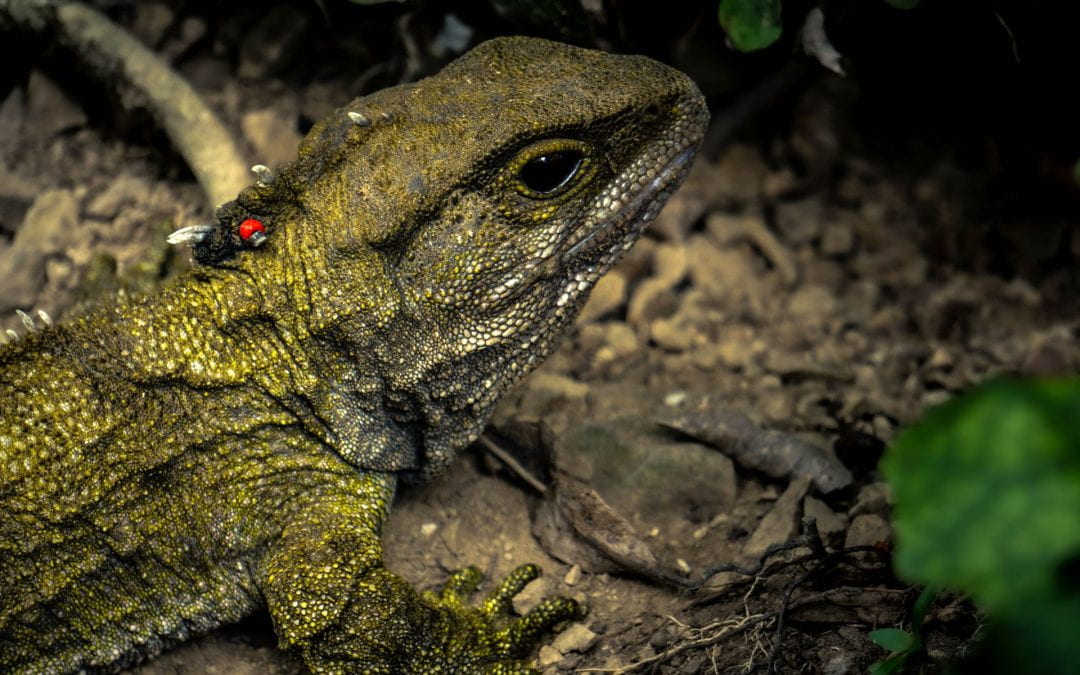How is Tuatara sperm helping conservation efforts in Aotearoa?