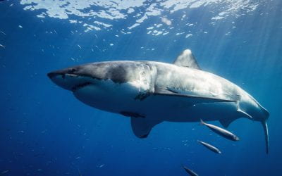 How dangerous are humans to sharks?