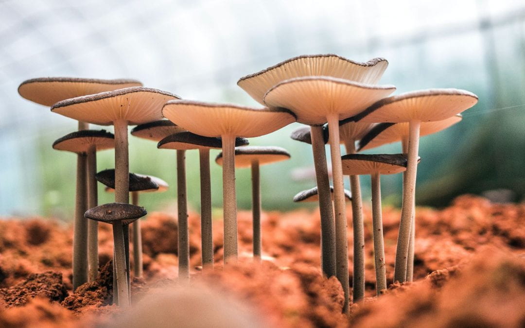 Could fungi help in the development of new antibiotics?