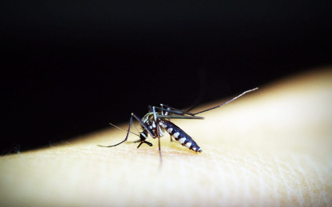 Has research found a breakthrough to treat malaria?