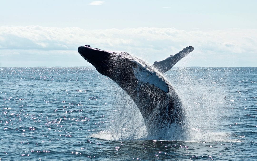 How is human-driven noise affecting whale migration patterns?