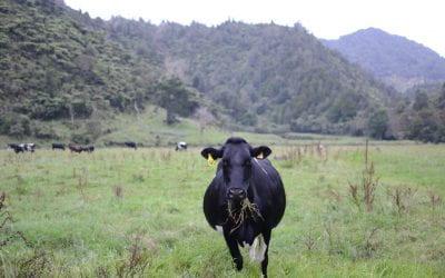 What is the hidden cost of New Zealand’s ‘food basket to the world’ role?