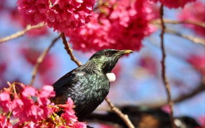 For silent nature: Why is birdsong declining across continents?